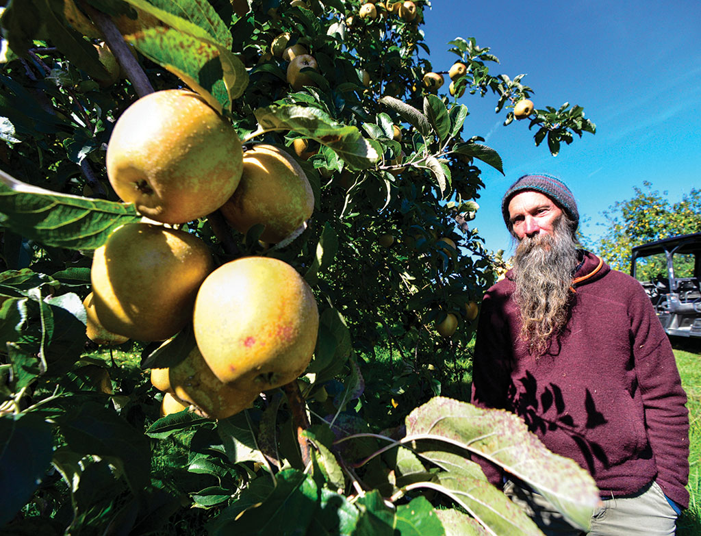 Heirloom apples grow here