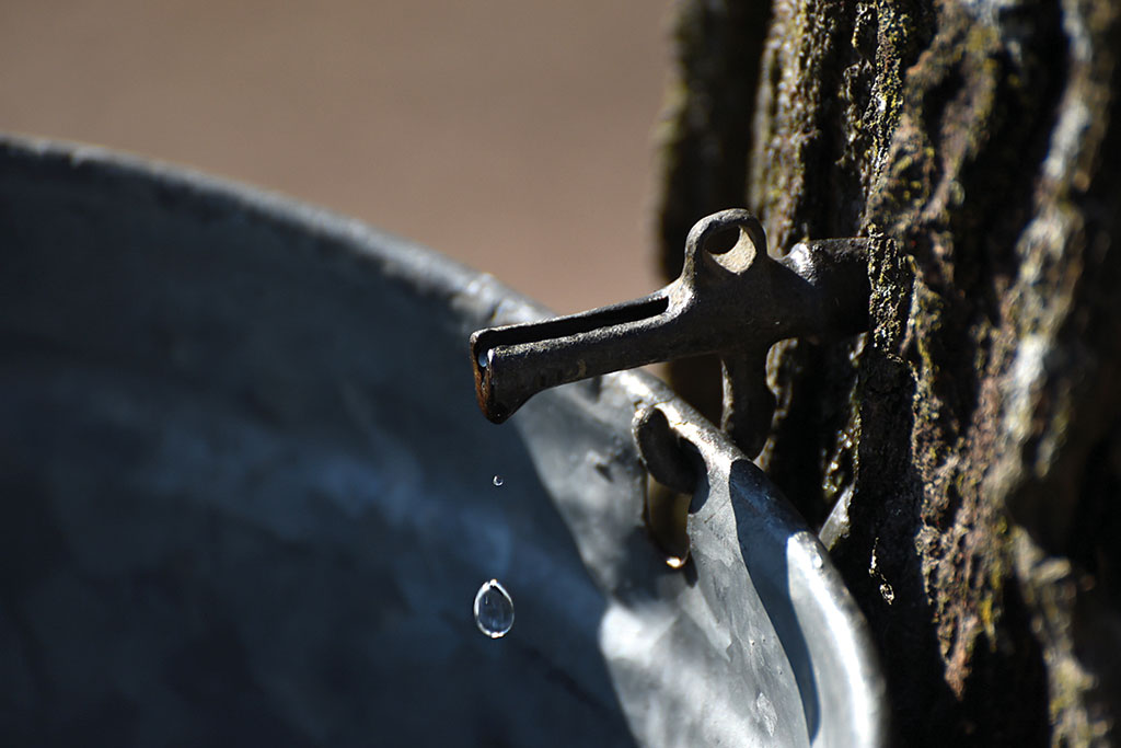 Maple Dripping How to be a backyard maple buff