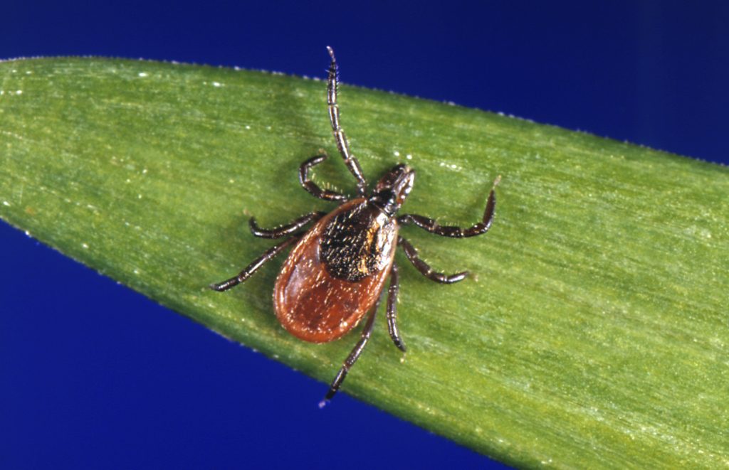 Alaska Tick Risks