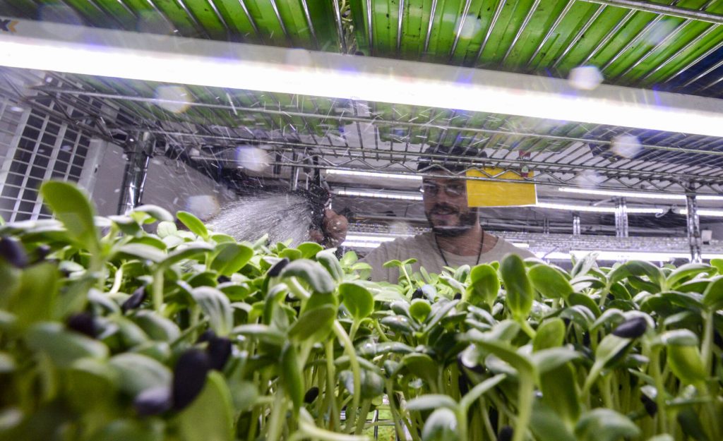 Ross Orsucci, farm manager for Grateful Greens in Brattleboro, sprays water onto the sunflower sprouts in the indoor greenhouse on Tuesday, Sept. 26, 2023. Kristopher Radder - Vermont Country Magazine.