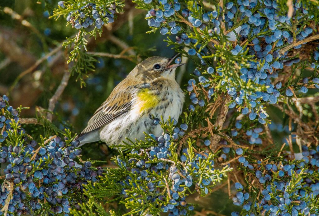 A Warbler wave can transform a part of the Vermont woods into an outdoor aviary with hundreds of neo-tropical bird species compressed into an area of only an acre or less. Photo provided by Metro Creative Connection.