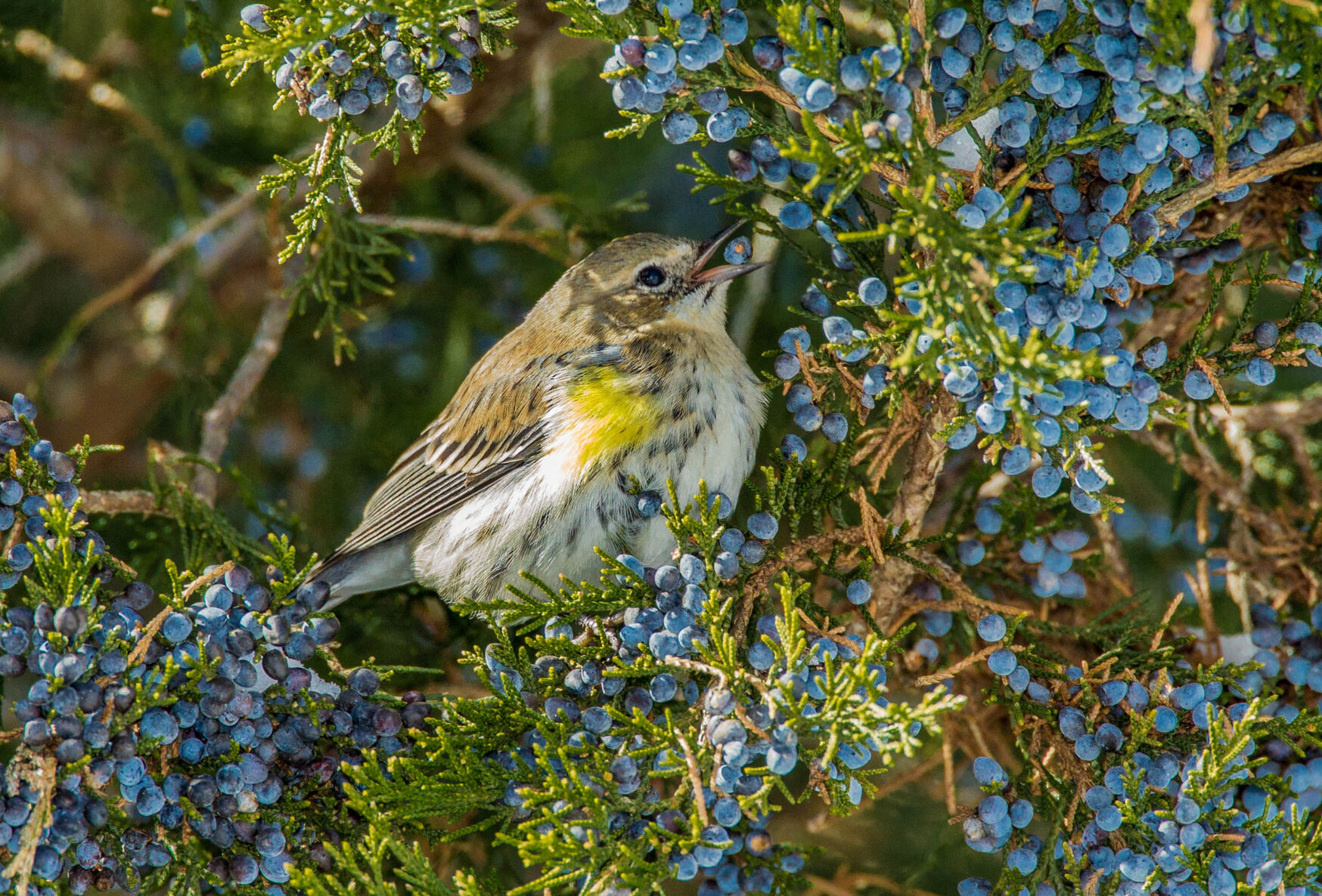 A Warbler wave can transform a part of the Vermont woods into an outdoor aviary with hundreds of neo-tropical bird species compressed into an area of only an acre or less. Photo provided by Metro Creative Connection.
