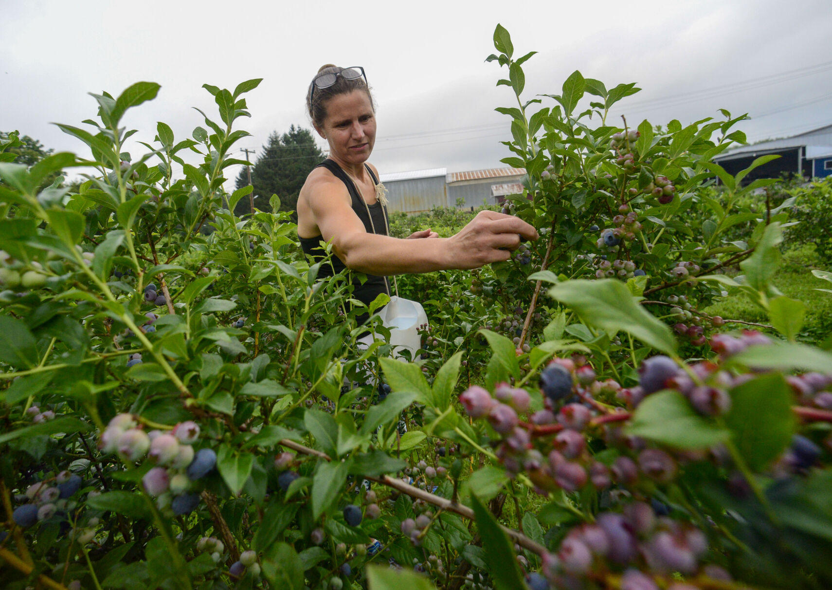 Sara Dunbar, of Putney, picks fresh blueberries at Green Mountain Orchard in Putney in July 2023. Kristopher Radder — Vermont Country.