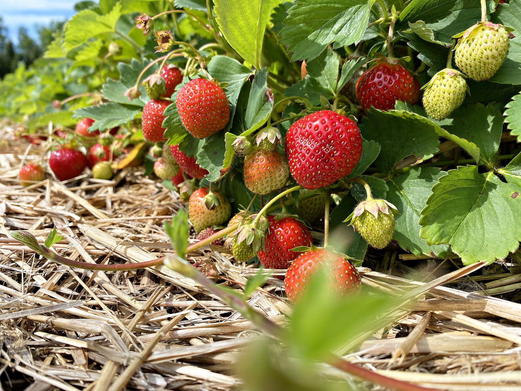 Strawberries wait to ripen and be picked at Clear Brook Farm in Shaftsbury during a past pick-your-own season. Caroline Bonnivier Snyder — Vermont Country file photo