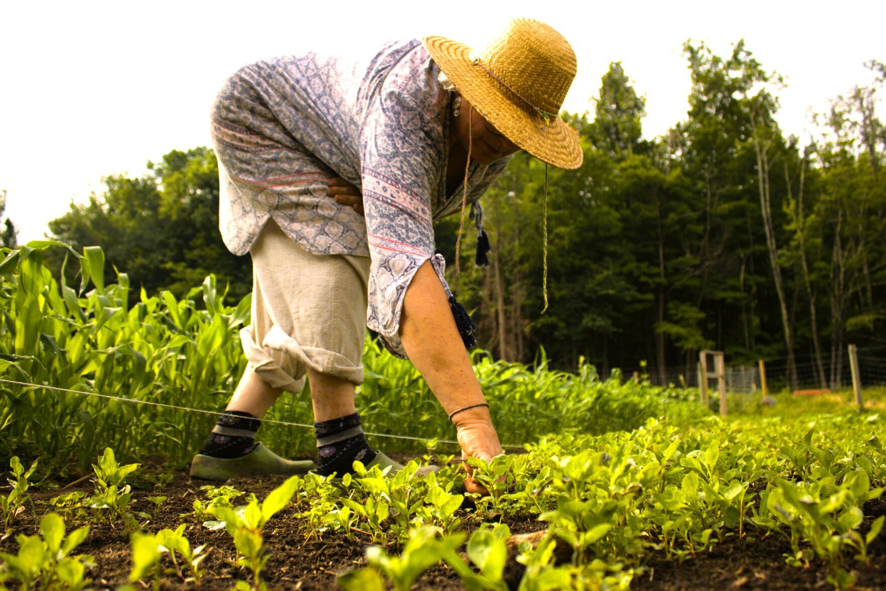 Danielle M. Crosier — Vermont Country Andrea Myklebust plucks weeds, discarding them with a fling, before the summer day gets too hot.