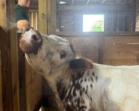 Owner Brian Bradford gives cuddler Biscuit a good scratch on the ear.