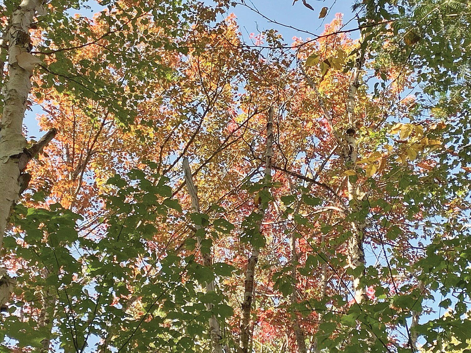 Mark Rondeau — Vermont Country file photo Beautiful foliage on the Lye Brook Trail during a hike to Bourn Pond.