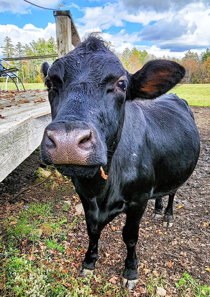 2025-10-09-SLEIGHRIDE-8 Large