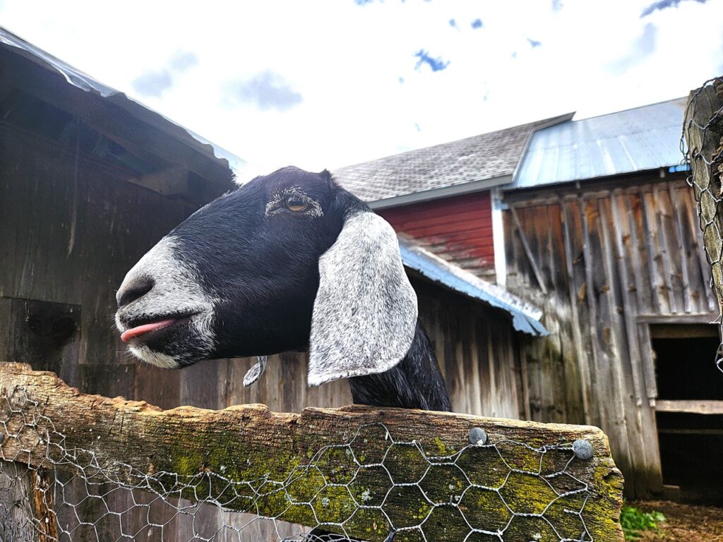 Credit to Danielle M Crosier – Vermont Country 1 Large