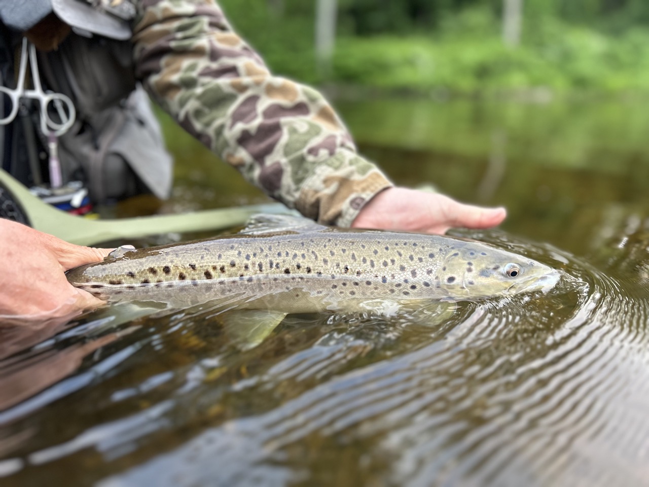 Batternkill-fly fishing-south-vermont-12