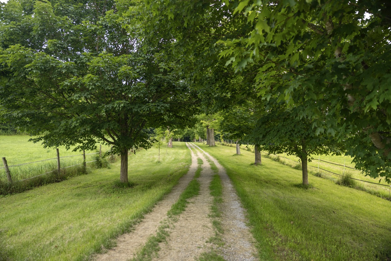 ©David Morelos Zaragoza_The Mile Around Woods Large