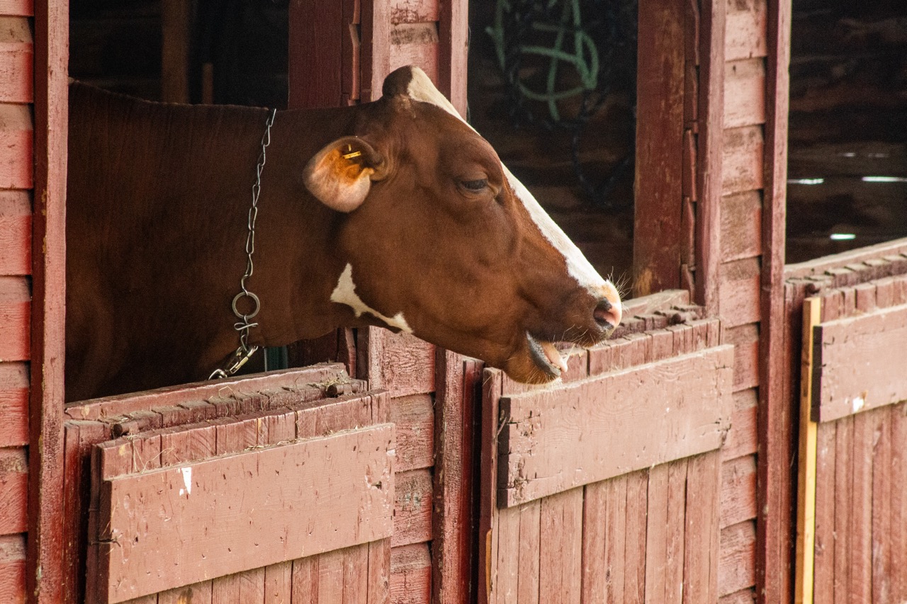 Vermont-State-Fair-9