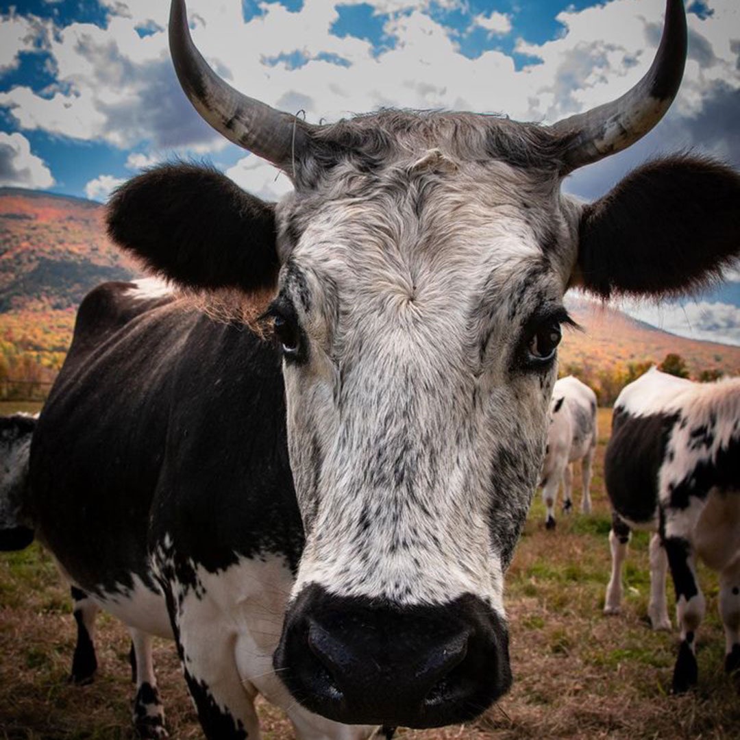 10-6-24_Randall-Cattle-Up-Close-by-Aaron-Frost Large